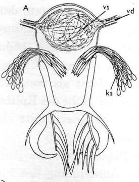 Image of Microdalyellia bicornis (Nasonov 1926)