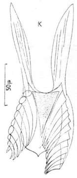 Image of Microdalyellia brevimana (Beklemischev 1921)