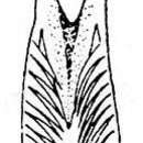 Image of Microdalyellia circulobursalis (Ruebush 1937)