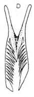 Image of Microdalyellia circulobursalis (Ruebush 1937)