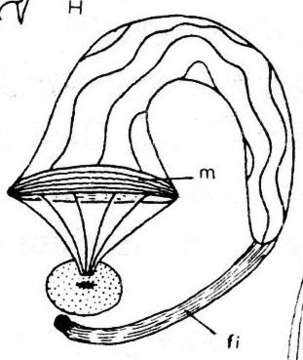 Image of Microdalyellia circulobursalis (Ruebush 1937)