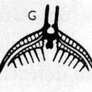 Image of Microdalyellia deses (Riedel 1932)