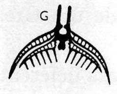 Image of Microdalyellia deses (Riedel 1932)