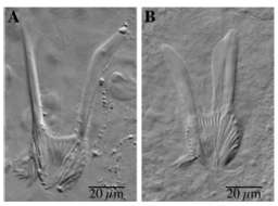 Image of Microdalyellia fairchildi (Graff 1911)