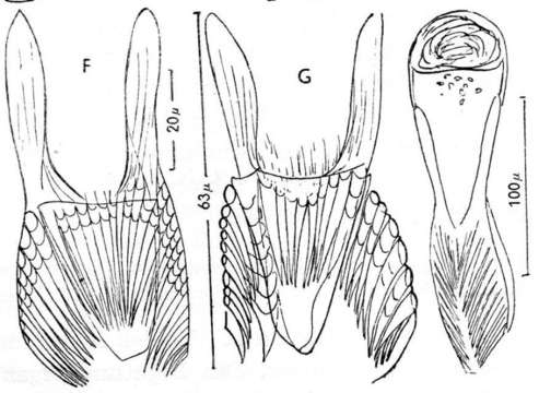 Image of Microdalyellia fairchildi (Graff 1911)