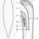 Image of Hofsteniola pardii Papi 1957