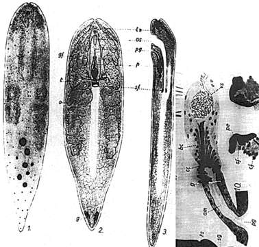 Image of Hofsteniola