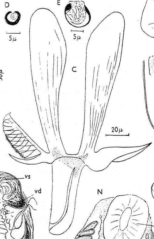 Image of <i>Microdalyellia fusca</i>