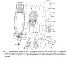 Image of Microdalyellia kenyae Young 1977