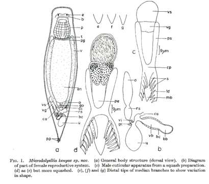 Image of Microdalyellia kenyae Young 1977