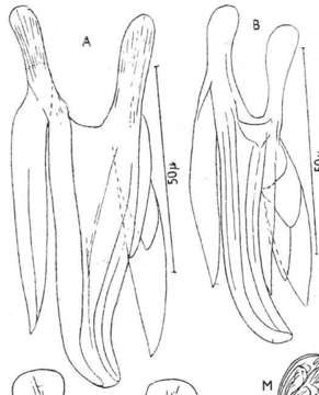 Plancia ëd Microdalyellia kupelwieseri (Meixner 1915)