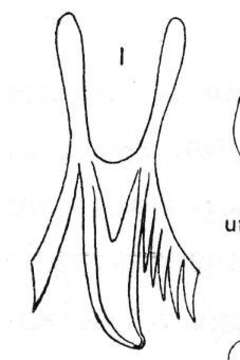 Image of Microdalyellia microphthalma (Vejdovsky 1895)