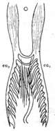 Image of Microdalyellia mohicana (Graff 1911)