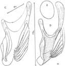 Plancia ëd Microdalyellia mollosovi (Nasonov 1920)