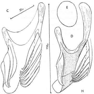 Image of Microdalyellia mollosovi (Nasonov 1920)