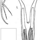 Image of Microdalyellia paucispinosa (Sekera 1888)
