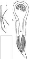 Image of Microdalyellia paucispinosa (Sekera 1888)