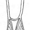 Image of Microdalyellia pugiofera (Weise 1942)