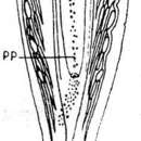 Image of Microdalyellia rheesi (Graff 1911)