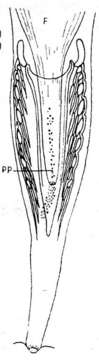 Imagem de Microdalyellia rheesi (Graff 1911)