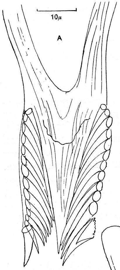 Plancia ëd Microdalyellia rossi (Graff 1911)