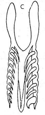 Plancia ëd Microdalyellia rossi (Graff 1911)