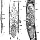 Sivun Paratomella unichaeta Dörjes 1966 kuva