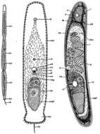 Image of Paratomellidae