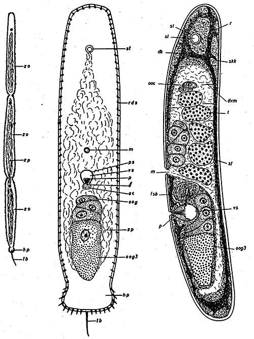 Image of Paratomella
