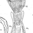 Image of Microdalyellia sillimani (Graff 1911)