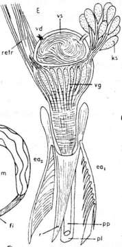 Plancia ëd Microdalyellia sillimani (Graff 1911)