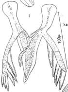 Image of Microdalyellia tennesseensis (Ruebush & Hayes 1939)