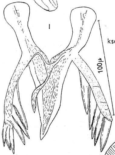 Image of Microdalyellia tennesseensis (Ruebush & Hayes 1939)