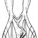 Image of Microdalyellia tennesseensis (Ruebush & Hayes 1939)