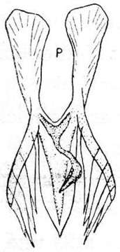 Plancia ëd Microdalyellia tennesseensis (Ruebush & Hayes 1939)