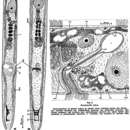 Image of Paratomella rubra Rieger & Ott 1971
