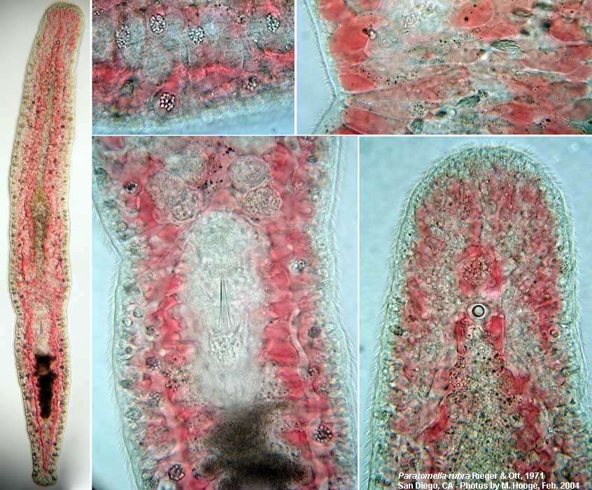 Sivun Paratomellidae kuva