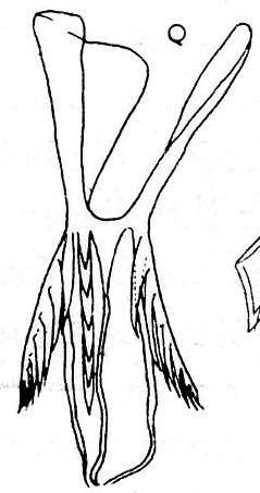Image of Microdalyellia triseriata Beklemischev 1950