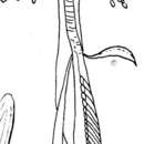 Image of Microdalyellia tsurugae (Nasonov 1929)