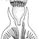 Image of Microdalyellia variospinosa (Fulinski & Szynal 1933)