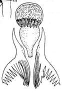 Image of Microdalyellia variospinosa (Fulinski & Szynal 1933)