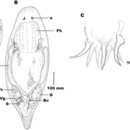 Image of Gieysztoria cuspidata (Schmidt 1861)