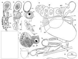 Image of Gieysztoria expeditoides Luther 1955