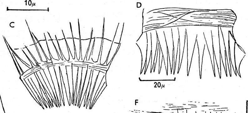 Image of Gieysztoria expeditoides Luther 1955