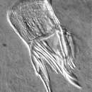 Image of Gieysztoria macrovariata (Weise 1942)