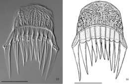 Gieysztoria macrovariata (Weise 1942)的圖片