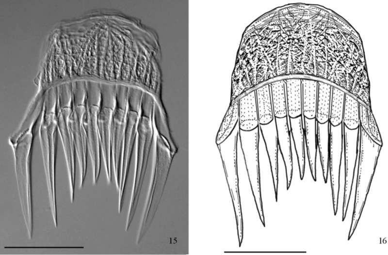 Gieysztoria macrovariata (Weise 1942)的圖片