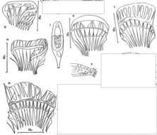 Gieysztoria ornata (Hofsten 1907)的圖片