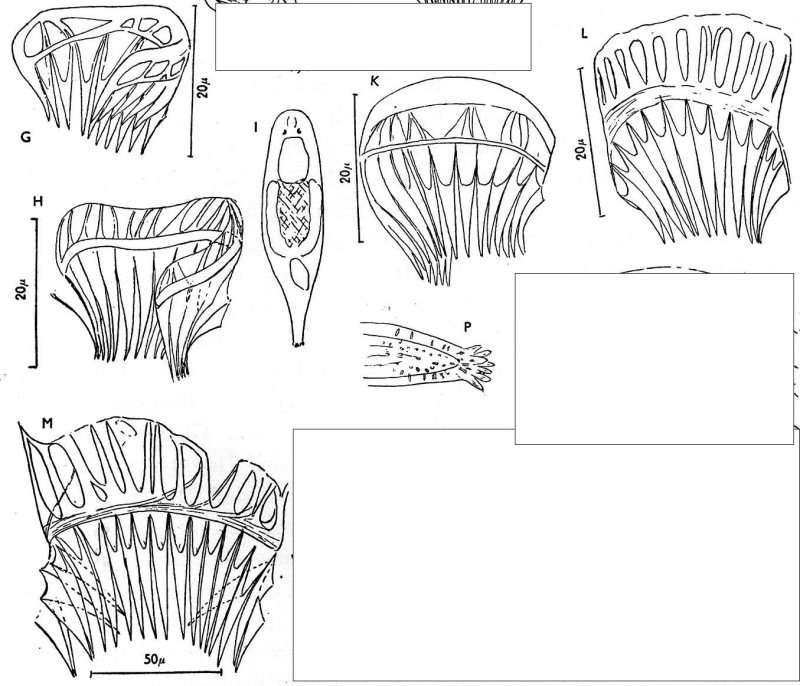 Gieysztoria ornata (Hofsten 1907)的圖片