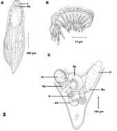 Gieysztoria ornata (Hofsten 1907)的圖片